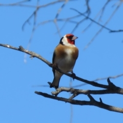 Carduelis carduelis (European Goldfinch) at Majura, ACT - 4 Jul 2018 by KumikoCallaway