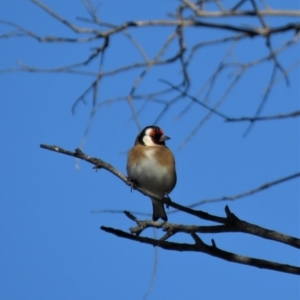 Carduelis carduelis at Majura, ACT - 4 Jul 2018