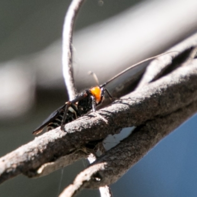 Callibracon capitator (White Flank Black Braconid Wasp) at Paddys River, ACT - 4 Jul 2018 by SWishart