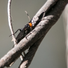 Callibracon capitator at Paddys River, ACT - 4 Jul 2018 12:49 PM