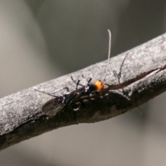 Callibracon capitator at Paddys River, ACT - 4 Jul 2018 12:49 PM