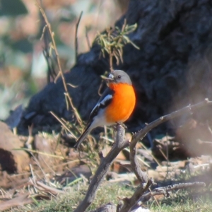 Petroica phoenicea at Majura, ACT - 4 Jul 2018 01:05 PM