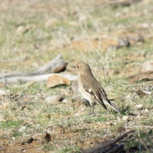 Petroica phoenicea at Majura, ACT - 4 Jul 2018