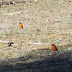 Petroica phoenicea at Majura, ACT - 4 Jul 2018