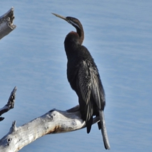 Anhinga novaehollandiae at Paddys River, ACT - 3 Jul 2018