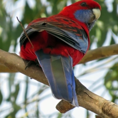 Platycercus elegans (Crimson Rosella) at Googong Foreshore - 3 Jul 2018 by RodDeb