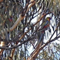 Platycercus elegans at Googong Foreshore - 3 Jul 2018 01:36 PM