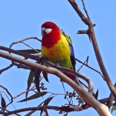 Platycercus eximius (Eastern Rosella) at Googong Foreshore - 3 Jul 2018 by RodDeb