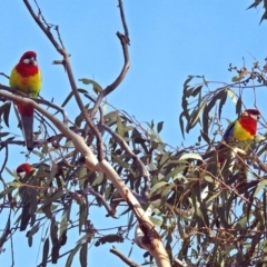 Platycercus eximius at Burra, NSW - 3 Jul 2018 01:55 PM