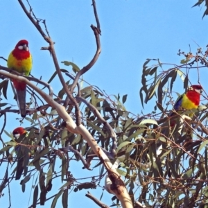 Platycercus eximius at Burra, NSW - 3 Jul 2018