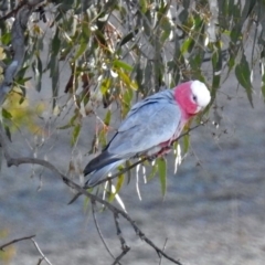 Eolophus roseicapilla (Galah) at Googong Foreshore - 3 Jul 2018 by RodDeb