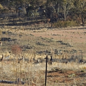 Macropus giganteus at Googong Foreshore - 3 Jul 2018 03:11 PM