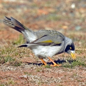 Manorina melanocephala at Burra, NSW - 3 Jul 2018