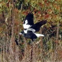 Gymnorhina tibicen (Australian Magpie) at Googong Foreshore - 3 Jul 2018 by RodDeb