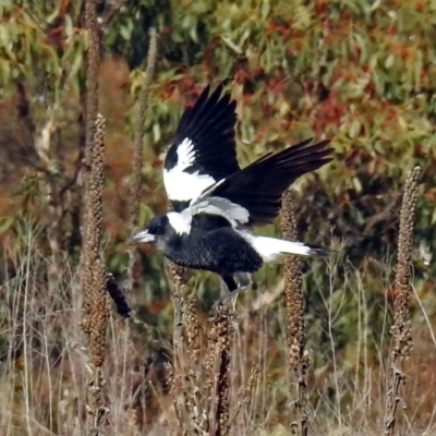 Gymnorhina tibicen (Australian Magpie) at Googong Foreshore - 3 Jul 2018 by RodDeb