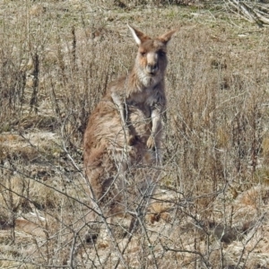 Macropus giganteus at Burra, NSW - 3 Jul 2018