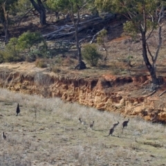 Macropus giganteus at Burra, NSW - 3 Jul 2018