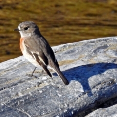 Petroica boodang at Googong Foreshore - 3 Jul 2018