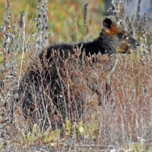 Wallabia bicolor at Burra, NSW - 3 Jul 2018