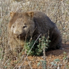 Vombatus ursinus (Common wombat, Bare-nosed Wombat) at Googong Foreshore - 3 Jul 2018 by RodDeb