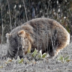 Vombatus ursinus (Bare-nosed Wombat) at Googong Foreshore - 3 Jul 2018 by RodDeb