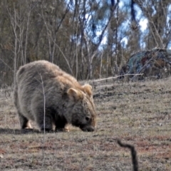 Vombatus ursinus at Googong Foreshore - 3 Jul 2018 02:00 PM