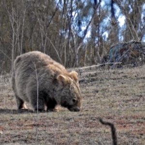 Vombatus ursinus at Googong Foreshore - 3 Jul 2018