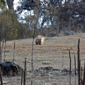 Vombatus ursinus at Googong Foreshore - 3 Jul 2018