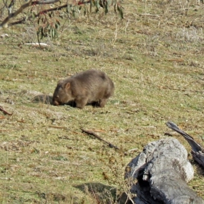 Vombatus ursinus (Common wombat, Bare-nosed Wombat) at Burra, NSW - 3 Jul 2018 by RodDeb