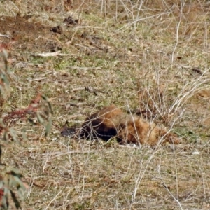 Vombatus ursinus at Burra, NSW - 3 Jul 2018