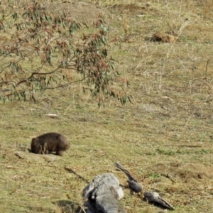 Vombatus ursinus at Burra, NSW - 3 Jul 2018