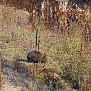 Vombatus ursinus at Burra, NSW - 3 Jul 2018