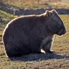 Vombatus ursinus (Bare-nosed Wombat) at Googong Foreshore - 3 Jul 2018 by RodDeb