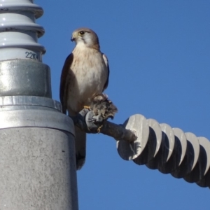 Falco cenchroides at Fyshwick, ACT - 2 Jul 2018 02:59 PM