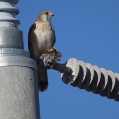 Falco cenchroides at Fyshwick, ACT - 2 Jul 2018 02:59 PM