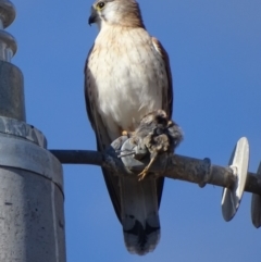 Falco cenchroides at Fyshwick, ACT - 2 Jul 2018 02:59 PM