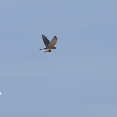 Tachyspiza fasciata (Brown Goshawk) at Cunjurong Point, NSW - 5 Nov 2015 by Charles Dove