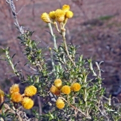 Chrysocephalum semipapposum (Clustered Everlasting) at Googong Foreshore - 3 Jul 2018 by RodDeb