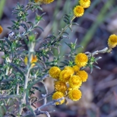 Chrysocephalum semipapposum at Burra, NSW - 3 Jul 2018