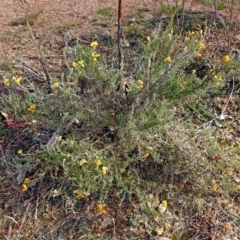 Chrysocephalum semipapposum at Burra, NSW - 3 Jul 2018