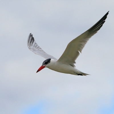 Hydroprogne caspia (Caspian Tern) at Lake Conjola, NSW - 5 Nov 2015 by CharlesDove