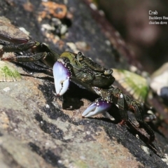 Leptograpsus variegatus (Purple Rock Crab) at Undefined - 6 Nov 2015 by CharlesDove