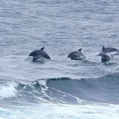 Tursiops truncatus (Bottlenose Dolphin) at Undefined - 3 Nov 2015 by Charles Dove