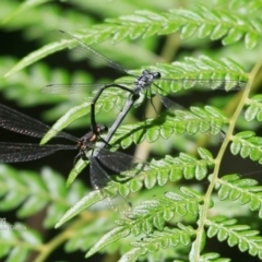 Austroargiolestes icteromelas icteromelas (Common Flatwing) at Narrawallee Creek Nature Reserve - 6 Nov 2015 by CharlesDove