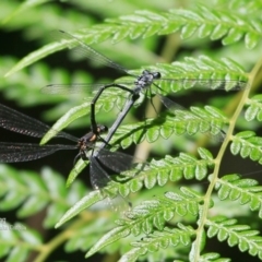 Austroargiolestes icteromelas icteromelas (Common Flatwing) at Narrawallee Creek Nature Reserve - 5 Nov 2015 by Charles Dove