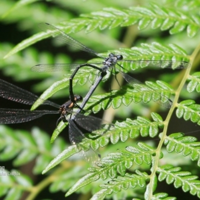 Austroargiolestes icteromelas icteromelas (Common Flatwing) at Narrawallee Creek Nature Reserve - 6 Nov 2015 by CharlesDove
