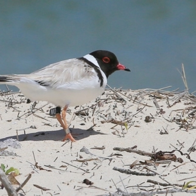 Charadrius rubricollis (Hooded Plover) at Lake Conjola, NSW - 5 Nov 2015 by CharlesDove