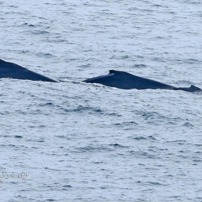 Megaptera novaeangliae (Humpback Whale) at Ulladulla, NSW - 9 Nov 2015 by CharlesDove