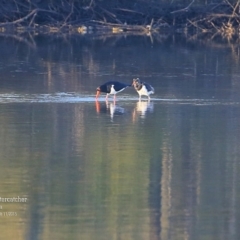 Haematopus longirostris (Australian Pied Oystercatcher) at Lake Conjola, NSW - 5 Nov 2015 by CharlesDove