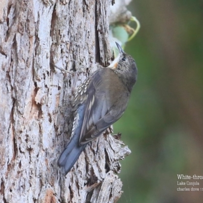 Cormobates leucophaea (White-throated Treecreeper) at Lake Conjola, NSW - 6 Nov 2015 by CharlesDove